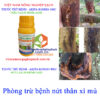 SẠCH-BỆNH-AGRI-nứt-thân-xì-mủ