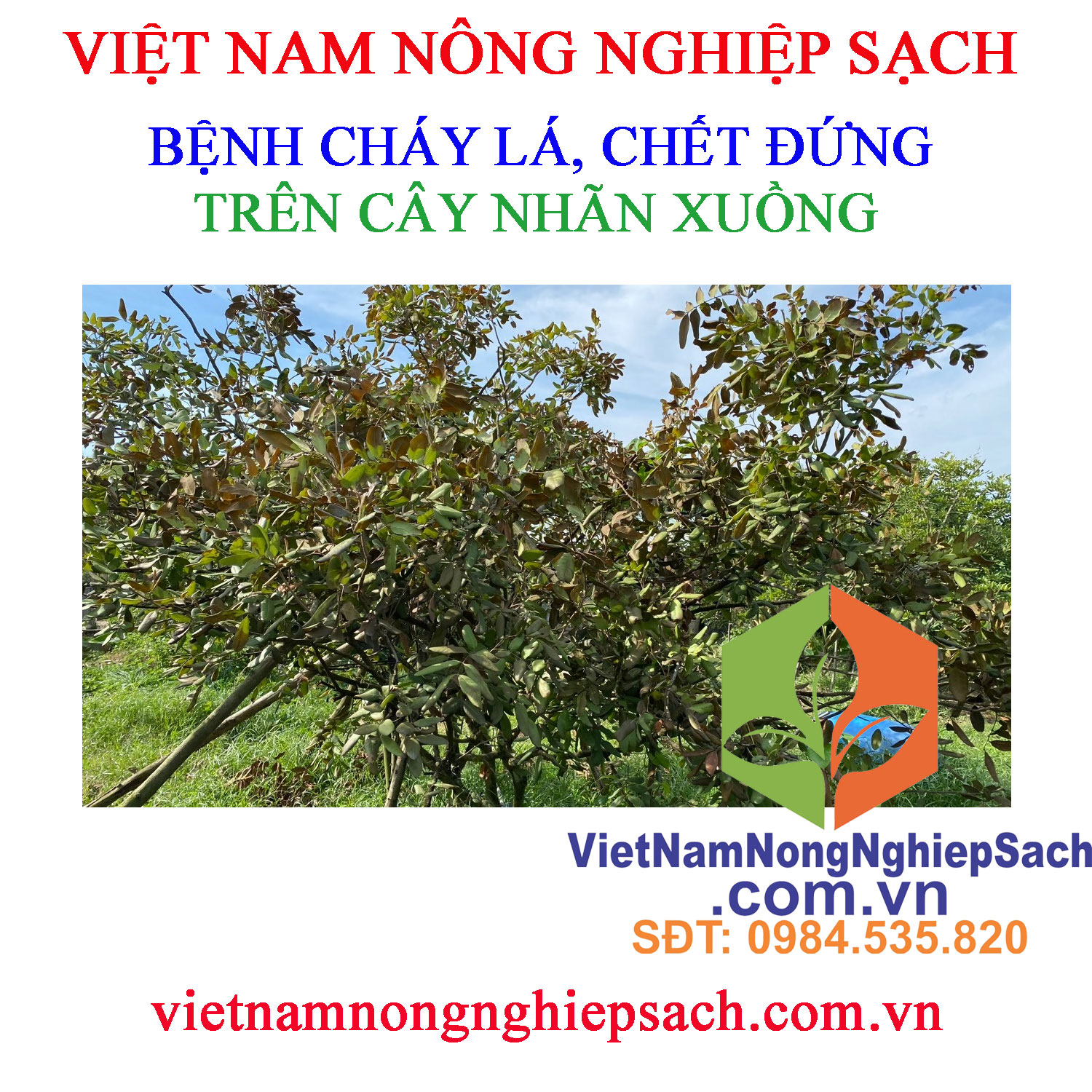 BỆNH-CHÁY-LÁ-CÂY-NHÃN