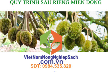 5.ĐẬU TRÁI, CHỐNG RỤNG TRÁI NON – QUY TRÌNH SẦU RIÊNG MIỀN ĐÔNG