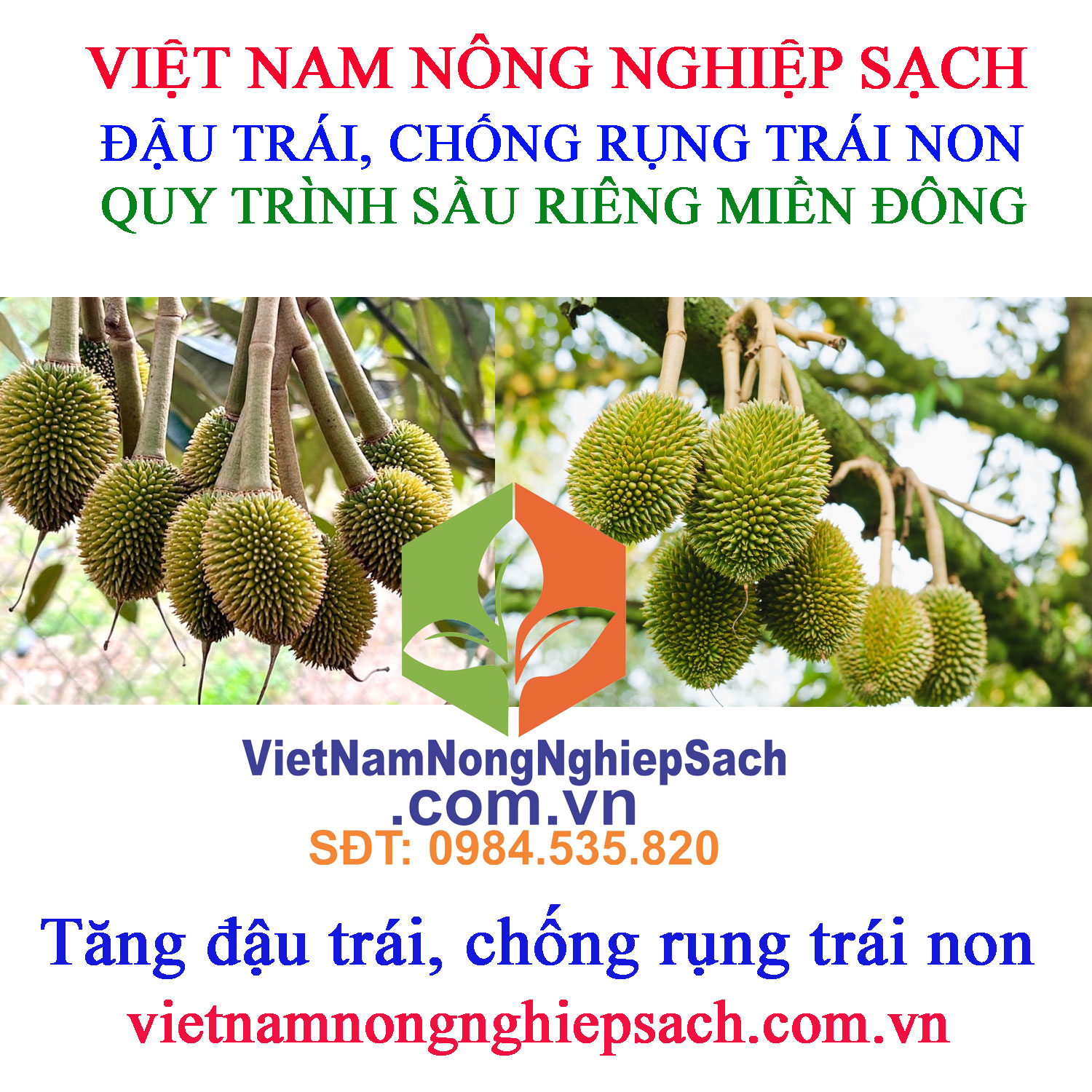 ĐẬU-TRÁI-SẦU-RIÊNG-MIỀN-ĐÔNG