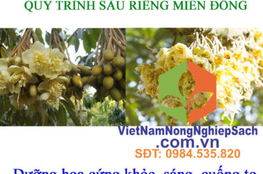 4.GIAI ĐOẠN DƯỠNG HOA – QUY TRÌNH SẦU RIÊNG MIỀN ĐÔNG