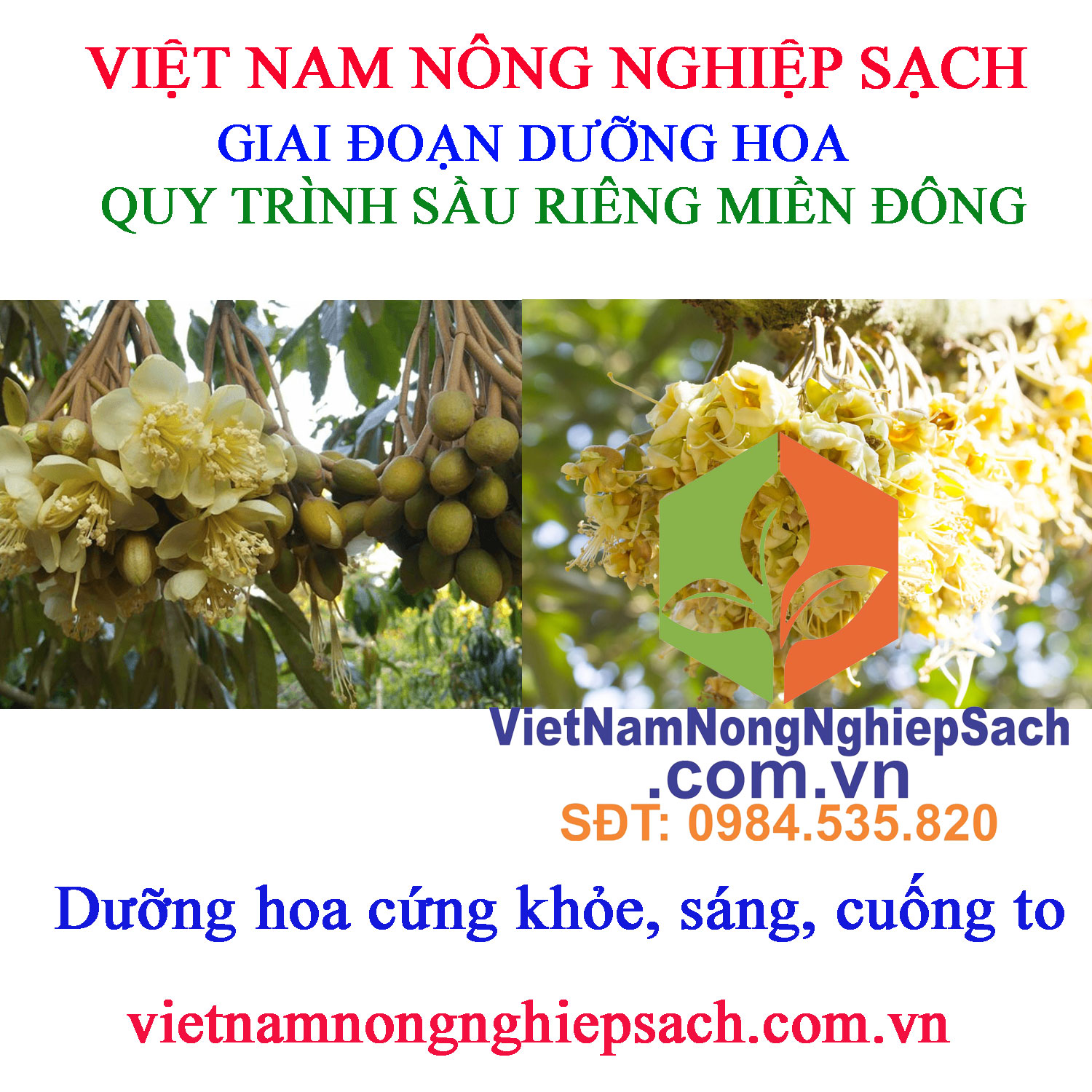 DƯỠNG-HOA-SẦU-RIÊNG-MIỀN-ĐÔNG