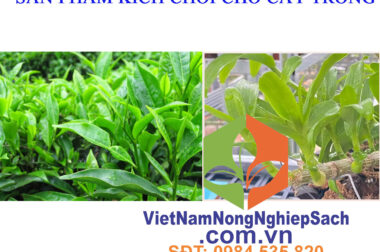 CẬP NHẬT TẤT CẢ CÁC LOẠI SẢN PHẨM KÍCH CHỒI CHO CÂY TRỒNG