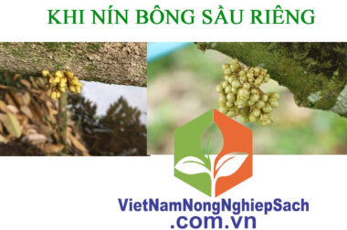 BỘ 3 KÍCH MẮT CUA SÁNG, NÍN BÔNG SẦU RIÊNG