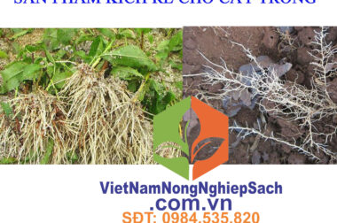 CẬP NHẬT TẤT CẢ CÁC SẢN PHẨM KÍCH RỄ CHO MỌI LOẠI CÂY TRỒNG