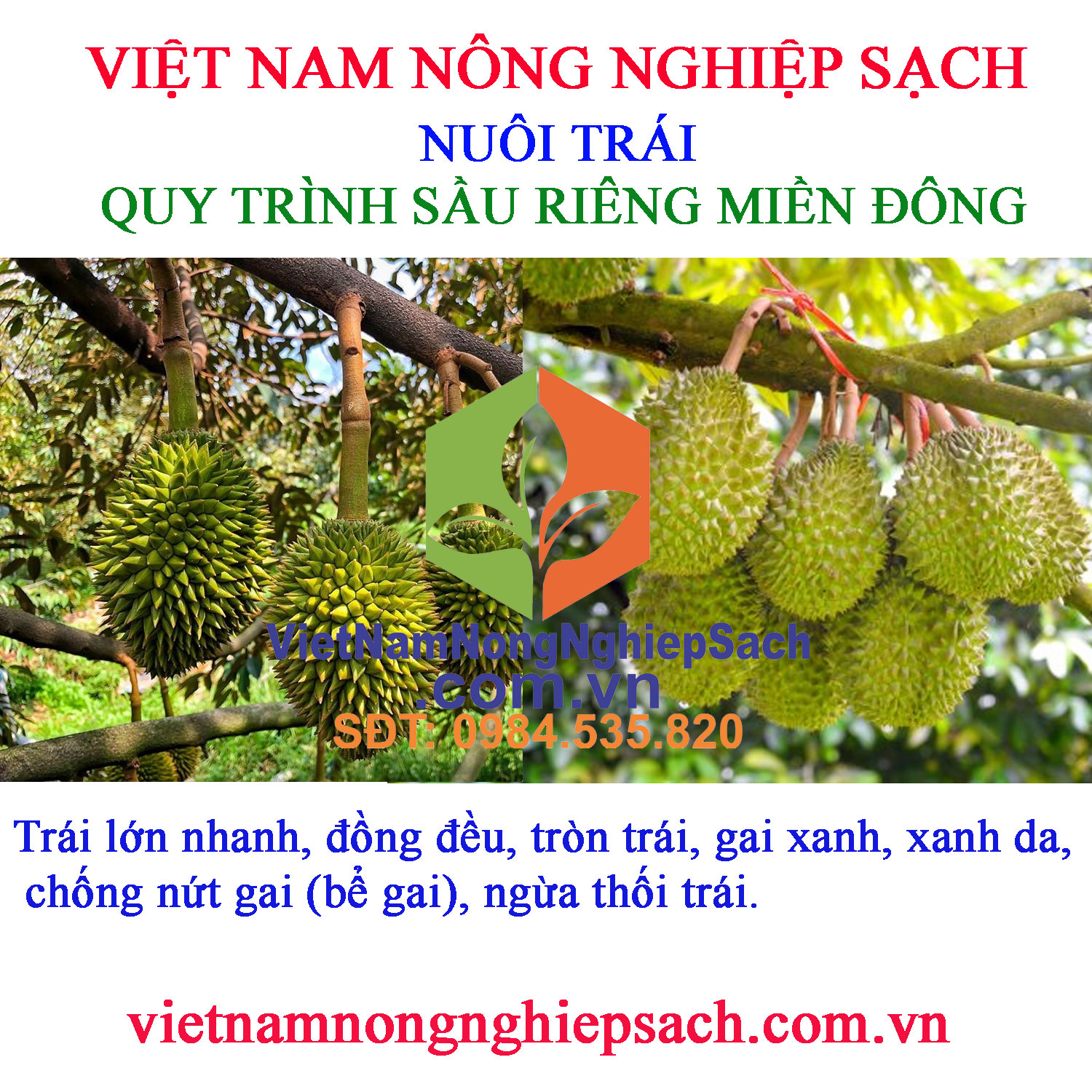 NUÔI-TRÁI-sầu-riêng-miền-đông