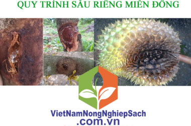 9.PHÒNG TRỊ BỆNH NỨT THÂN XÌ MỦ – QUY TRÌNH TRỒNG CÂY SẦU RIÊNG