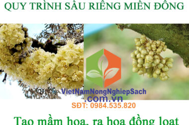 3.TẠO MẦM THUẬN VỤ – QUY TRÌNH SẦU RIÊNG MIỀN ĐÔNG