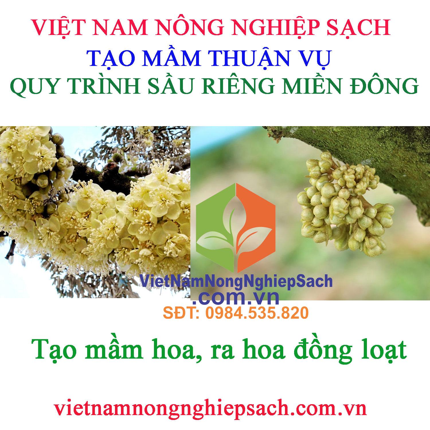 TẠO-MẦM-THUẬN-VỤ-SẦU-RIÊNG