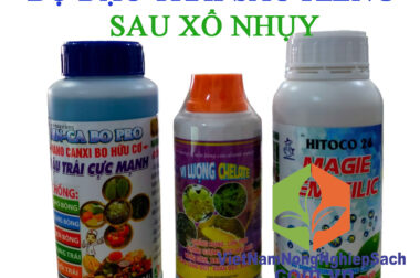 BỘ ĐẬU TRÁI SẦU RIÊNG CỰC MẠNH SAU XỔ NHỤY (SỐ 1)