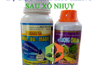 BỘ ĐẬU TRÁI SẦU RIÊNG CỰC MẠNH SAU XỔ NHỤY (SỐ 4)