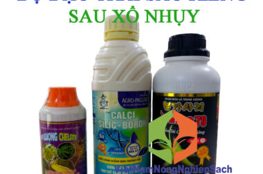 BỘ ĐẬU TRÁI SẦU RIÊNG CỰC MẠNH SAU XỔ NHỤY (SỐ 5)