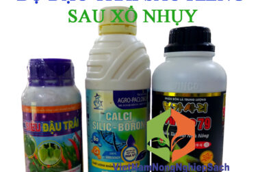 BỘ ĐẬU TRÁI SẦU RIÊNG CỰC MẠNH SAU XỔ NHỤY (SỐ 6)