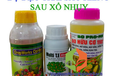 BỘ ĐẬU TRÁI SẦU RIÊNG CỰC MẠNH SAU XỔ NHỤY (SỐ 7)