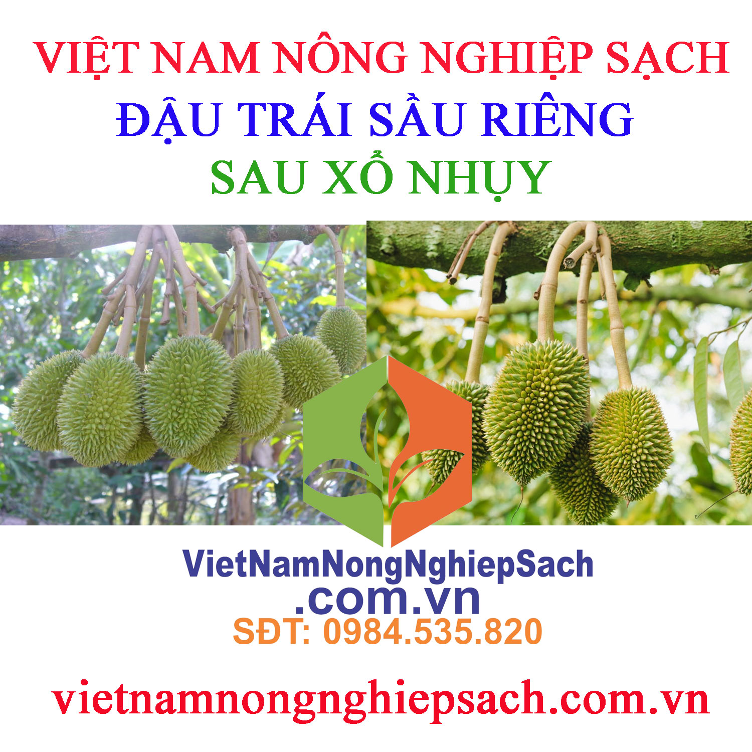 ĐẬU-TRÁI-SẦU-RIÊNG