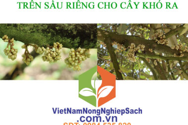 CÔNG THỨC KÍCH MẮT CUA LẦN 2 CHO CÂY KHÔNG RA