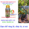 KING-TROPICAL-vàng-lá