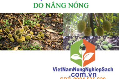 SẢN PHẨM CHỐNG RỤNG TỨC THỜI, CHỐNG SỐC SẦU RIÊNG