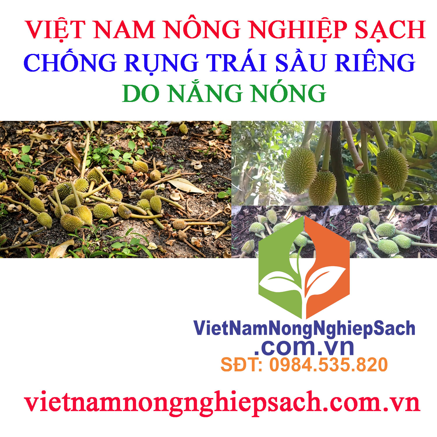 CHỐNG-RỤNG-TRÁI-SẦU-RIÊNG