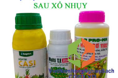 BỘ ĐẬU TRÁI SẦU RIÊNG CỰC MẠNH SAU XỔ NHỤY (SỐ 9)