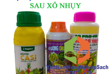 BỘ ĐẬU TRÁI SẦU RIÊNG CỰC MẠNH SAU XỔ NHỤY (SỐ 10)