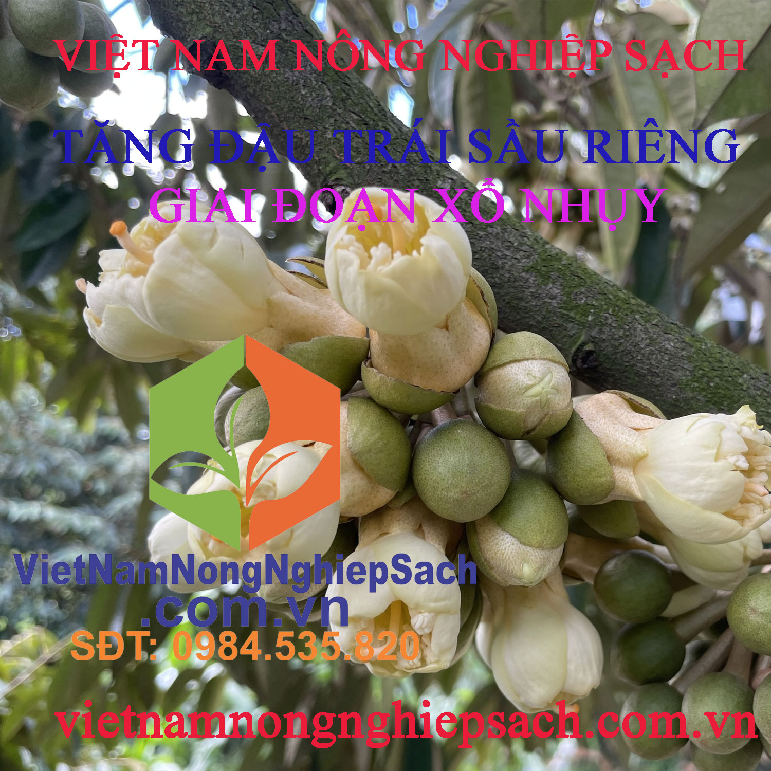 ĐẬU-TRÁI-SR-LÚC-XỔ-NHỤY