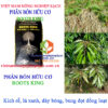 ROOTS-KING-KÍCH-RỄ