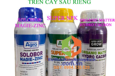 BỘ 3 CHỐNG RỤNG BÔNG, TRÁI NON TRÊN CÂY SẦU RIÊNG HIỆU QUẢ NHẤT CTY AGROBEST