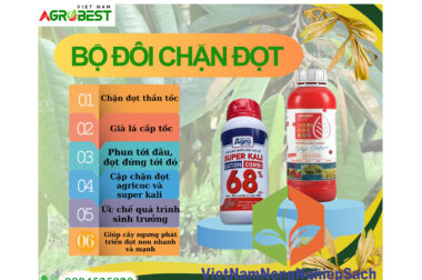 BỘ ĐÔI SIÊU CHẶN ĐỌT SẦU RIÊNG SUPER KALI + AGRI COC 800 CTY AGROBEST