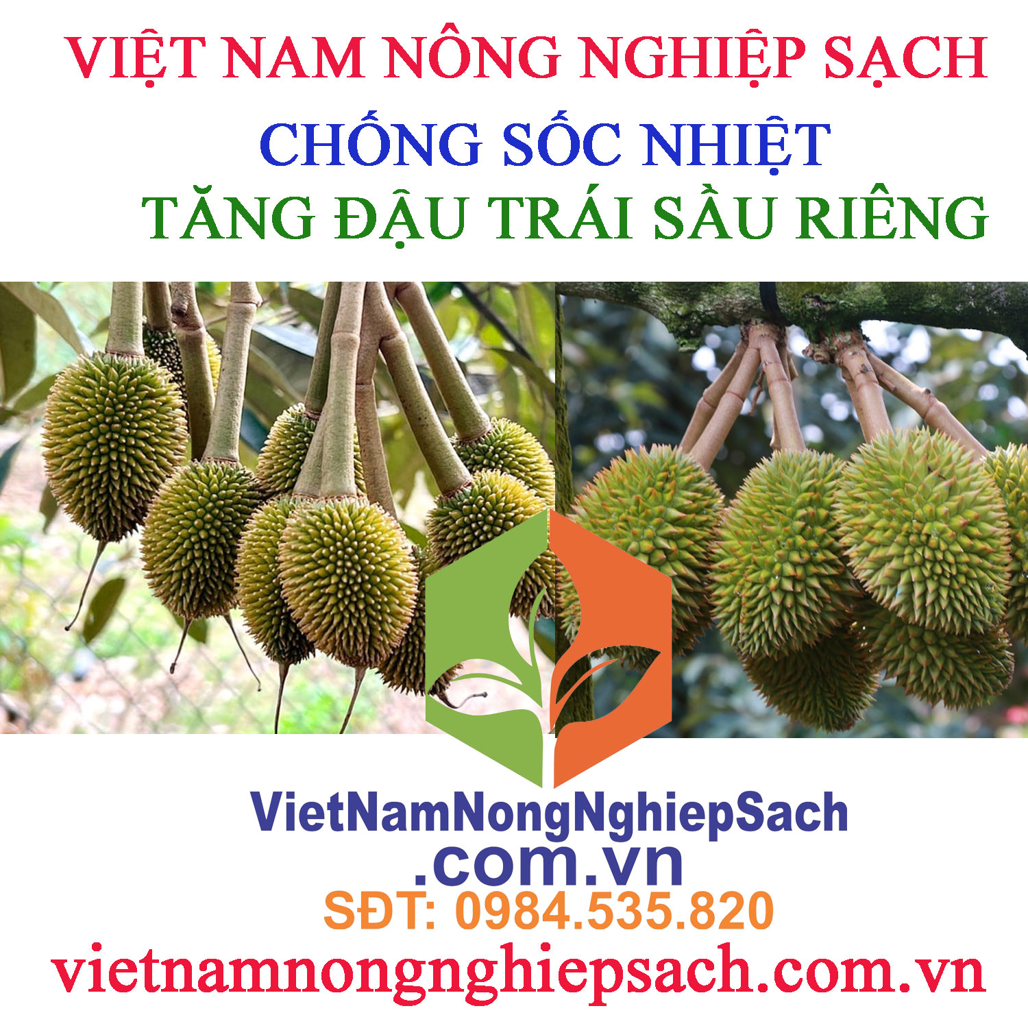 CHỐNG-SÔC-NHIỆT-TĂNG-ĐẬU-TRÁI-SR