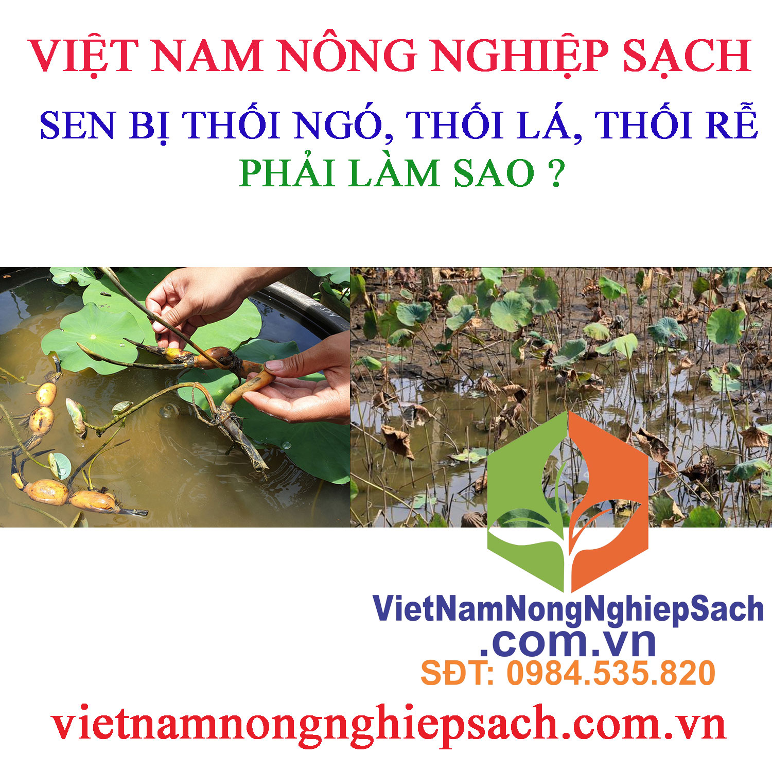 SEN-THỐI-LÁ,-THỐI-RỄ,-THỐI-NGÓ