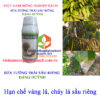 SỬA-TƯỚNG-TRÁI-SẦU-RIÊNG-vàng-lá