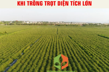 CÁC BƯỚC CHUẨN BỊ CẦN THIẾT KHI TRỒNG TRỌT DIỆN TÍCH LỚN