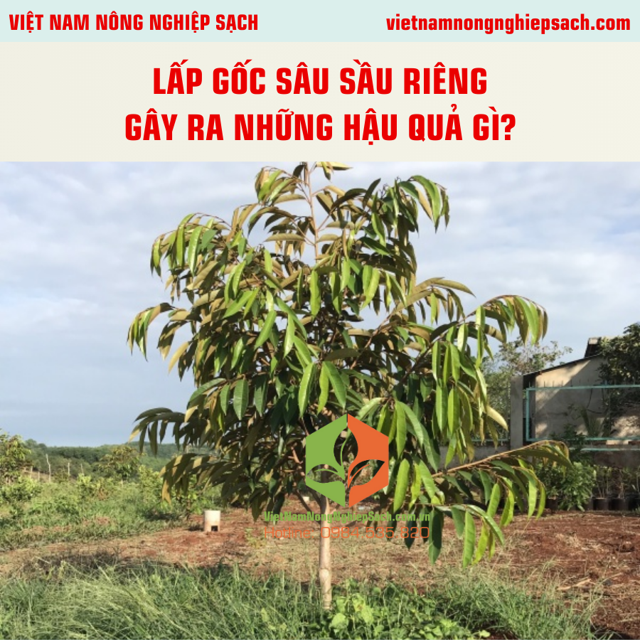 LẤP GỐC SÂU SẦU RIÊNG GÂY RA NHỮNG HẬU QUẢ GÌ