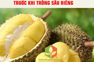 NHỮNG KIẾN THỨC CẦN BIẾT TRƯỚC KHI TRỒNG SẦU RIÊNG