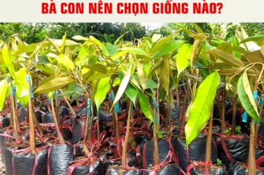 SẦU RIÊNG GỐC NHỚT VÀ GỐC 2 NĂM BÀ CON NÊN CHỌN GIỐNG NÀO?