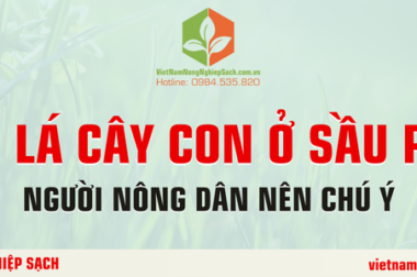 VÀNG LÁ CÂY CON Ở SẦU RIÊNG NGƯỜI NÔNG DÂN NÊN CHÚ Ý