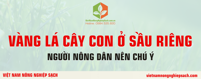 VÀNG LÁ CÂY CON Ở SẦU RIÊNG