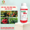 EXTRACT-TIMUSEAWEEDTM 500 LỚN TRÁI, TRÁI CĂNG TRÒN, MÀU SẮC ĐẸP