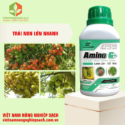 AMINO G+ (3)