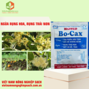 BO-CAX (3)