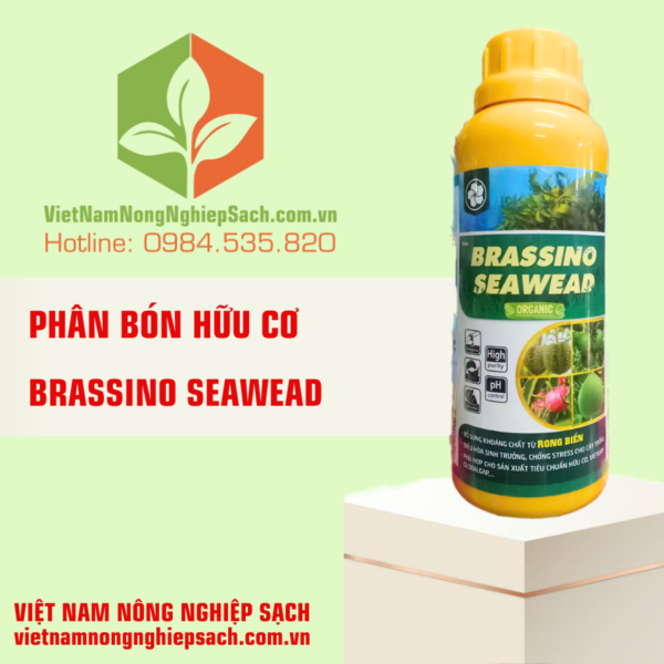 BRASSINO SEAWEAD