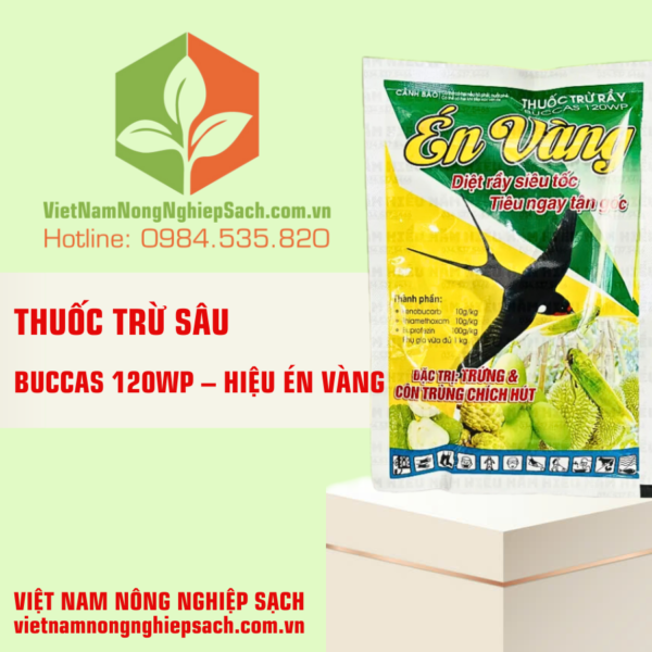 BUCCAS 120WP – HIỆU ÉN VÀNG