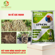 EPNON HUMIC (3)