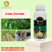 FUL ROOT ORGANIC (3)