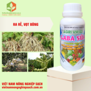 GABA SỮA – HIỆU AGRI VM 03 (2)