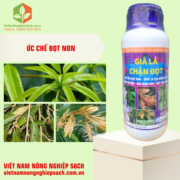 GIÀ LÁ CHẶN ĐỌT (2)