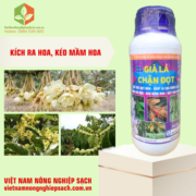 GIÀ LÁ CHẶN ĐỌT (3)