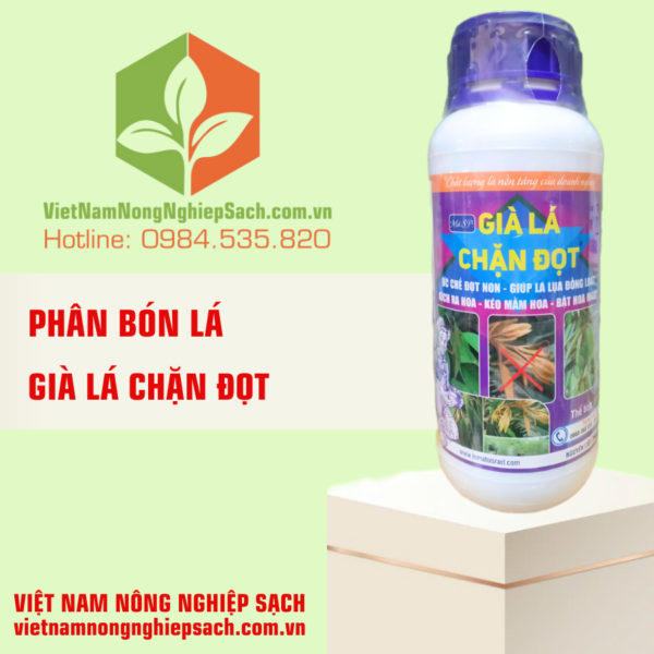 GIÀ LÁ CHẶN ĐỌT