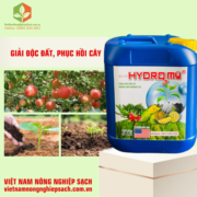 HYDRO MỸ (2)